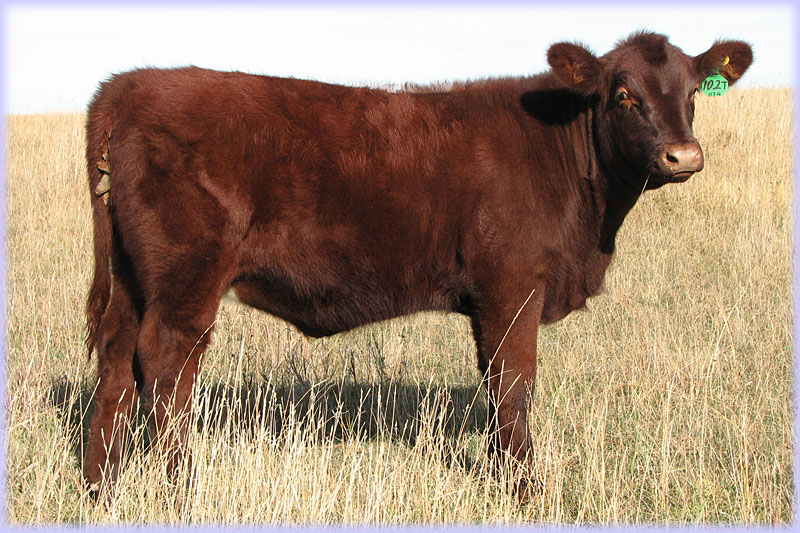 Eionmor Augusta 102T X