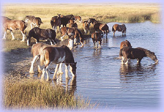 Hatfield Clydesdales