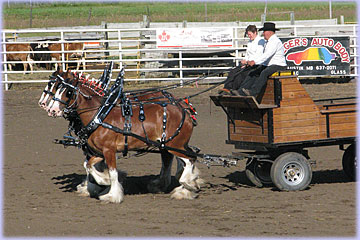 Four abreast hitch of mares owned by Hatfield Clydesdales