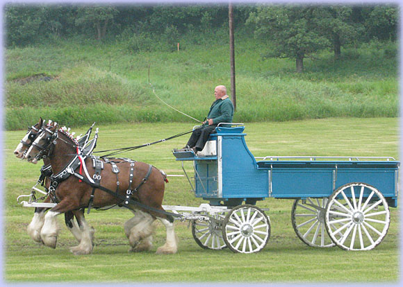 Team of Hatfield Clydesdale mares