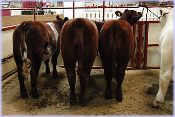 Hatfield Shorthorns at Manitoba Livestock Exhibition