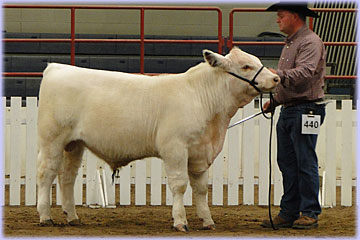 Hatfield Shorthorns at Manitoba Livestock Exhibition