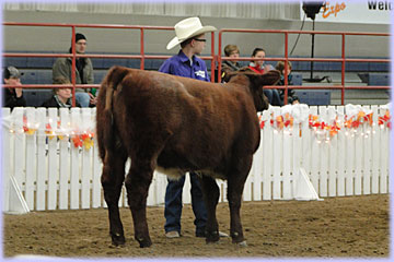 Hatfield Shorthorns at Manitoba Livestock Exhibition