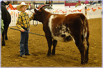 Hatfield Shorthorns at Manitoba Livestock Exhibition