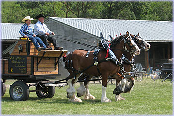 Team of mares owned by Hatfield Clydesdales